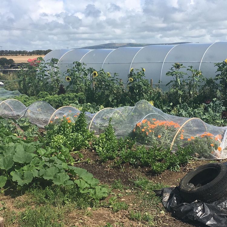 Local Seasonal Produce